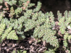 Myriopteris gracilis