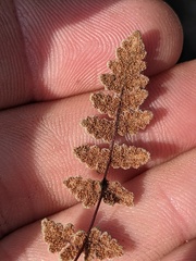 Myriopteris gracilis