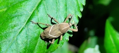 Cryptoderma formosense