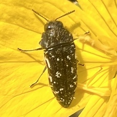 Acmaeodera ornata