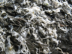 Ulvaceae