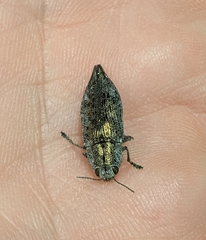 Poecilonota