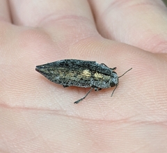 Poecilonota