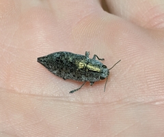 Poecilonota