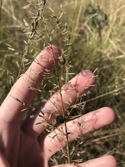 Eragrostis inamoena