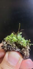 Mnium stellare