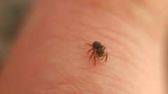 Euophrys frontalis