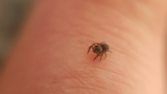 Euophrys frontalis