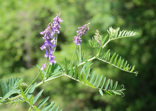 Photograph of Vicia sect. Cracca