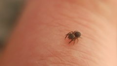 Euophrys frontalis