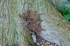 Fomitiporia hartigii