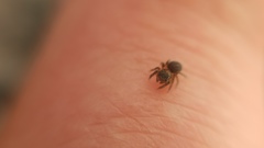 Euophrys frontalis