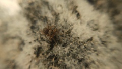 Euophrys frontalis