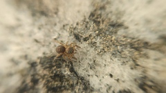 Euophrys frontalis