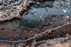 Ruzenia spermoides