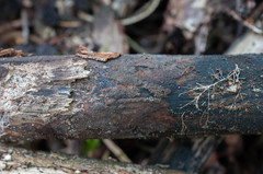 Hypoxylon macrocarpum