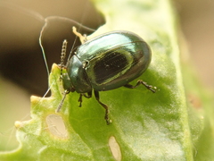 Phaedon cochleariae