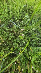 Trifolium variegatum geminiflorum