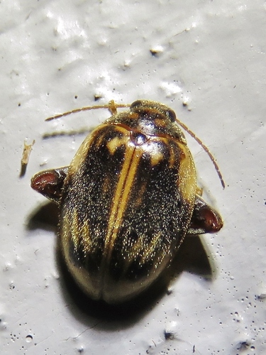 Texas Flea Marsh Beetle photo 2