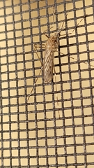 Culiseta longiareolata