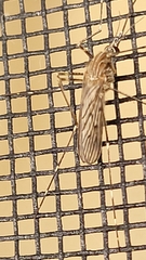 Culiseta longiareolata