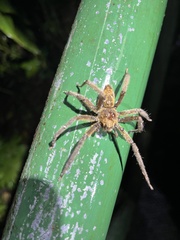 Cupiennius coccineus