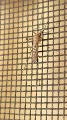 Culiseta longiareolata
