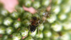 Lasius emarginatus