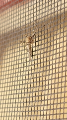 Culiseta longiareolata
