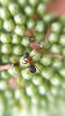 Lasius emarginatus