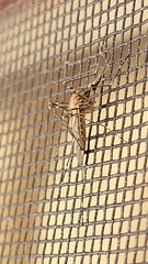Culiseta longiareolata