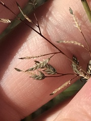 Eragrostis inamoena