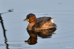 Tachybaptus ruficollis