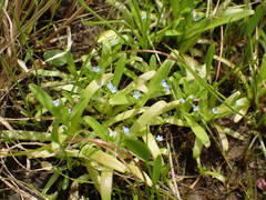 Myosotis sicula