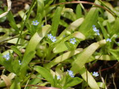 Myosotis sicula