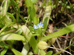 Myosotis sicula