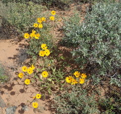 Osteospermum amplectens