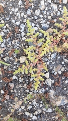 Herniaria hirsuta hirsuta