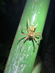 Cupiennius coccineus