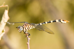 Phyllogomphoides stigmatus