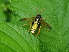 Tenthredo scrophulariae