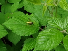 Tenthredo scrophulariae