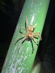 Cupiennius coccineus