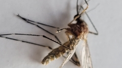 Culiseta longiareolata