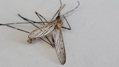 Culiseta longiareolata