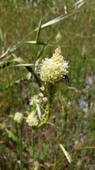 Toxicoscordion venenosum venenosum