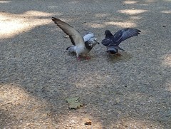 Columba livia domestica