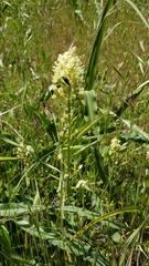 Toxicoscordion venenosum venenosum