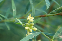 Thymelaeaceae