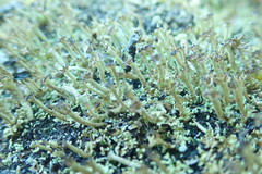 Cladonia crispata crispata